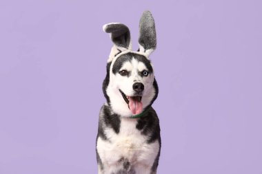 Leylak arka planında tavşan kulaklı sevimli Husky köpeği. Paskalya kutlaması