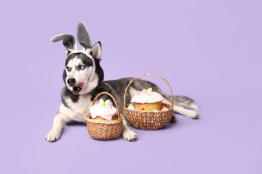 Tavşan kulaklı sevimli Husky köpeği ve leylak arka planda Paskalya sepetleri.