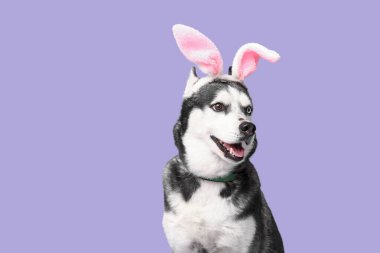 Leylak arka planında tavşan kulaklı sevimli Husky köpeği. Paskalya kutlaması