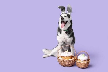 Tavşan kulaklı sevimli Husky köpeği ve leylak arka planda Paskalya sepetleri.