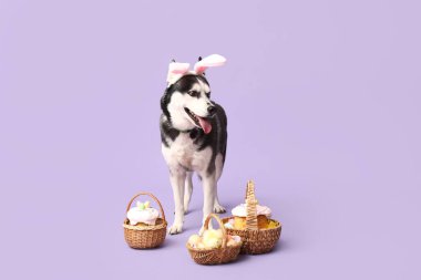 Tavşan kulaklı sevimli Husky köpeği ve leylak arka planda Paskalya sepetleri.