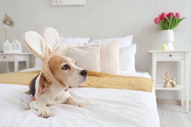 Paskalya Günü yatak odasında tavşan kulaklı sevimli Beagle köpeği