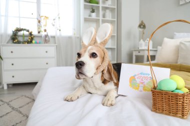 Tavşan kulaklı ve Paskalya Günü yatak odasında tebrik kartı olan sevimli Beagle köpeği.