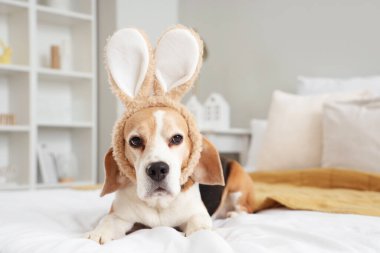 Paskalya Günü yatak odasında tavşan kulaklı sevimli Beagle köpeği