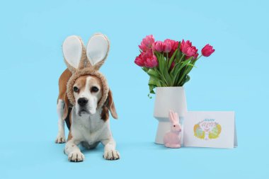 Tavşan kulaklı şirin Beagle köpeği, laleli Paskalya tavşanı ve mavi arka planda kart.