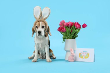 Tavşan kulaklı şirin Beagle köpeği, laleli Paskalya tavşanı ve mavi arka planda kart.