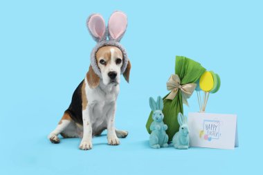 Tavşan kulaklı şirin Beagle köpeği, paskalya tavşanları, mavi arka planda hediye yumurtası ve kart.