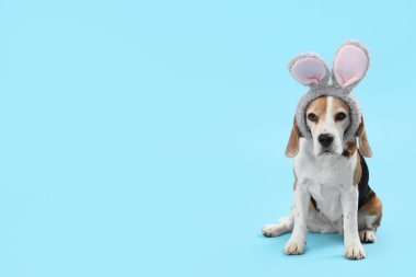 Mavi arka planda tavşan kulaklı sevimli Beagle köpeği. Paskalya kutlaması