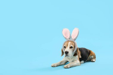 Mavi arka planda yatan tavşan kulaklı sevimli Beagle köpeği. Paskalya kutlaması