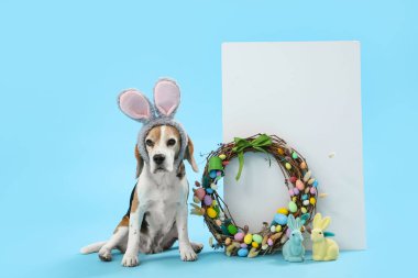Paskalya çelengi ve mavi arka planda boş posteri olan tavşan kulaklı sevimli Beagle köpeği.