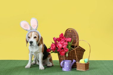 Tavşan kulaklı sevimli Beagle köpeği, Paskalya yumurtaları ve sarı arka planda otların üzerinde laleler.