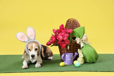 Tavşan kulaklı sevimli Beagle köpeği, Paskalya tavşanı, yumurta ve laleler sarı arka planda