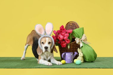 Tavşan kulaklı sevimli Beagle köpeği, Paskalya tavşanı, yumurta ve laleler sarı arka planda