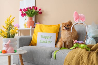 Paskalya yumurtalı şirin Pomeranya köpeği ve evdeki kanepede tebrik kartı.