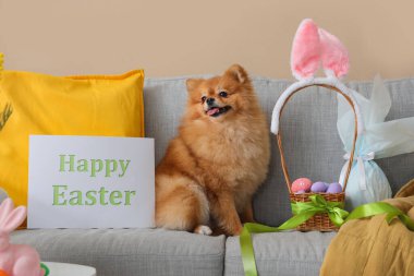 Paskalya yumurtalı şirin Pomeranya köpeği ve evdeki kanepede tebrik kartı.