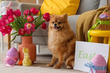 Evde laleli ve Paskalya yumurtalı şirin Pomeranya köpeği