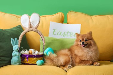 Evdeki kanepede paskalya yumurtalı şirin Pomeranya köpeği.