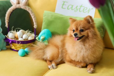 Evdeki kanepede paskalya yumurtalı şirin Pomeranya köpeği.