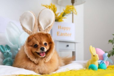 Yatak odasında uzanmış tavşan kulaklı şirin Pomeranya köpeği, yakın plan. Paskalya kutlaması