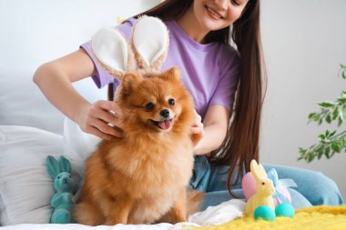 Genç bir kadın yatak odasında sevimli Pomeranya köpeğine tavşan kulağı takıyor, yakın plan. Paskalya kutlaması