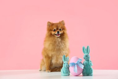Paskalya tavşanları ve pembe arka planda yumurtası olan şirin Pomeranya köpeği.