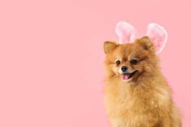 Pembe arka planda tavşan kulaklı şirin Pomeranya köpeği, yakın plan. Paskalya kutlaması