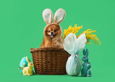 Sepetinde Paskalya tavşanları ve yeşil arka planda yumurtaları olan sevimli Pomeranya köpeği.