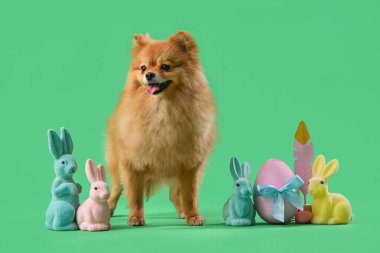 Paskalya tavşanları ve yeşil arka planda yumurtaları olan şirin Pomeranya köpeği.
