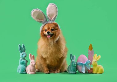 Tavşan kulaklı şirin Pomeranya köpeği. Paskalya tavşanları ve yeşil arka planda yumurtalar.