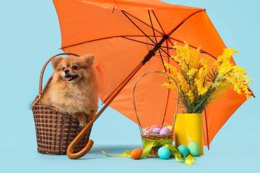 Sepetinde Paskalya yumurtaları, çiçekler ve mavi arka planda şemsiyesi olan şirin Pomeranya köpeği.