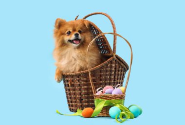 Mavi arka planda Paskalya yumurtaları olan sepetteki şirin Pomeranya köpeği