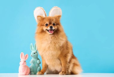 Tavşan kulaklı şirin Pomeranya köpeği ve mavi arka planda Paskalya tavşanları.