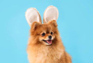 Mavi arka planda tavşan kulaklı şirin Pomeranya köpeği. Paskalya kutlaması