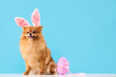 Tavşan kulaklı şirin Pomeranya köpeği ve mavi arka planda Paskalya yumurtası.