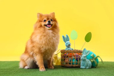 Paskalya tavşanlı şirin Pomeranya köpeği ve sarı arka planda otların üzerinde yumurtalar.