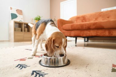 Evde bej halıda yemek kasesi olan sevimli Beagle köpeği.