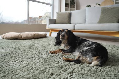 Şirin cocker spaniel evde yeşil halıda yatıyor.