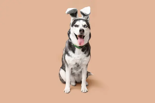 Schattige Husky Hond Met Konijnenoren Beige Achtergrond Pasen Viering — Stockfoto