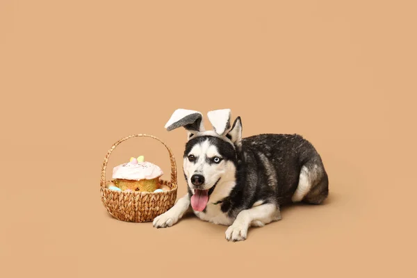 Schattige Husky Hond Met Konijnenoren Paasmand Beige Achtergrond — Stockfoto