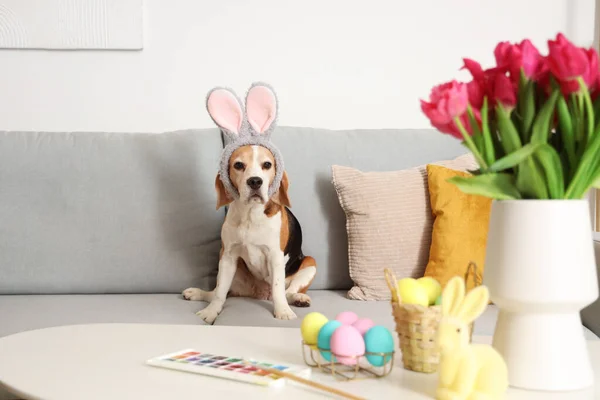Cute Beagle dog in bunny ears at home on Easter Day