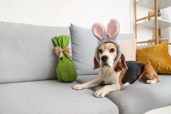Cute Beagle dog in bunny ears with Easter gift egg lying on sofa at home
