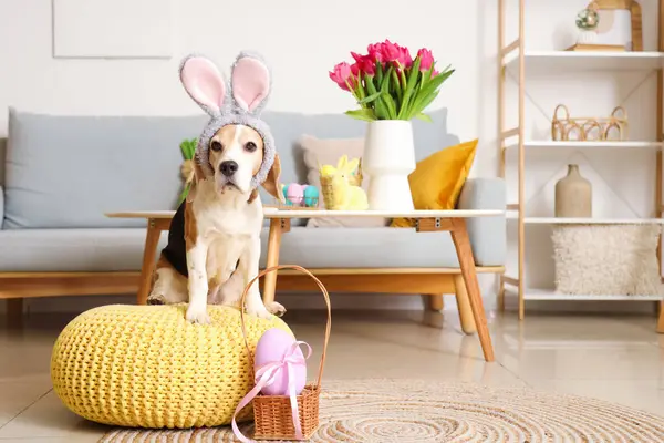 Cute Beagle dog in bunny ears on pouf with Easter egg at home