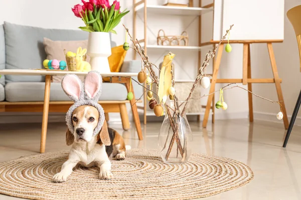 Cute Beagle dog in bunny ears lying at home on Easter Day