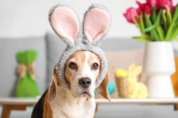 Cute Beagle dog in bunny ears at home on Easter Day, closeup