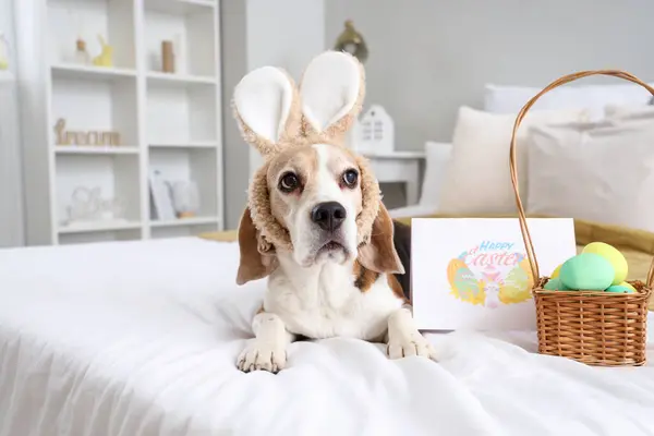 Cute Beagle dog with bunny ears and greeting card in bedroom on Easter Day