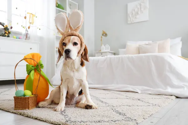 Cute Beagle dog with bunny ears and Easter eggs in bedroom