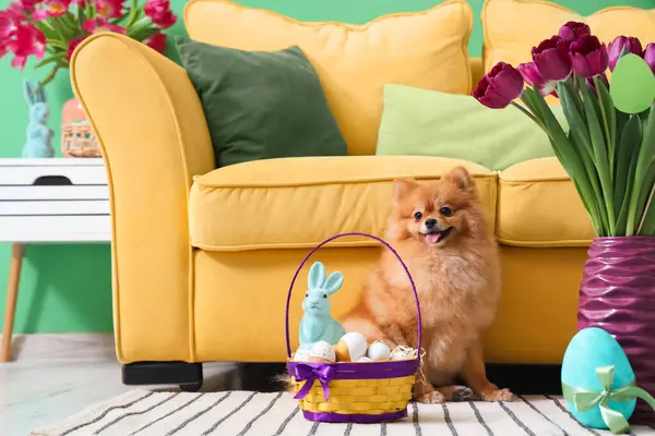 Cute Pomeranian dog with Easter eggs on carpet at home