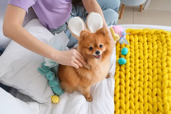 Egy Fiatal Nyuszifüleket Rakott Cuki Pomerániai Kutyára Hálószobában Közelről Húsvéti — Stock Fotó