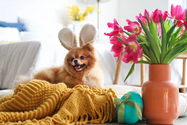 Cute Pomeranian dog with bunny ears, Easter egg and tulips in bedroom