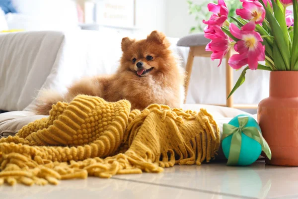 Cute Pomeranian dog with Easter egg and tulips in bedroom